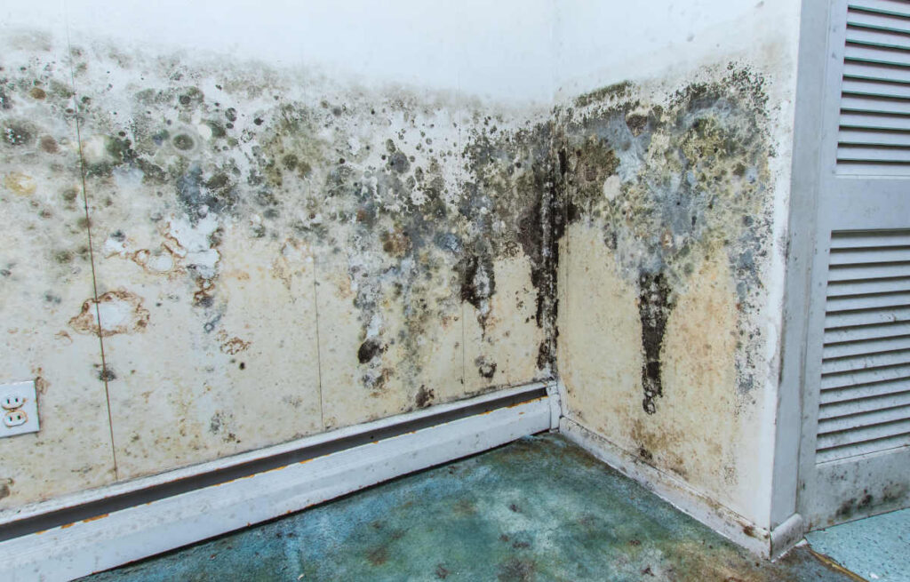 mold in bathroom walls, tiles and ceiling