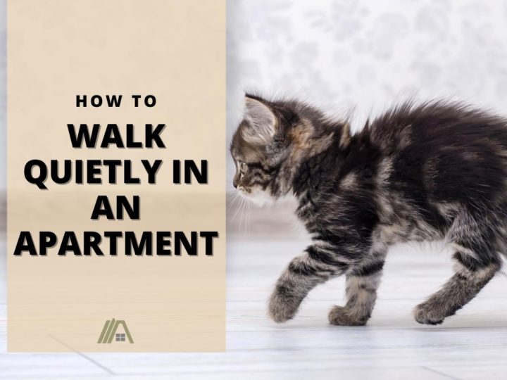 Kitten walking on floor; How to Walk Quietly in an Apartment (Your Neighbors will thank you)