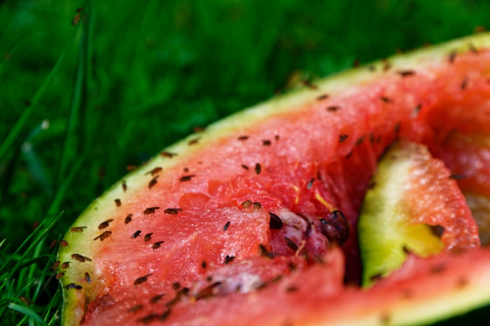 Fruit flies have gathered to feed on a discarded watermelon that is on the green grass