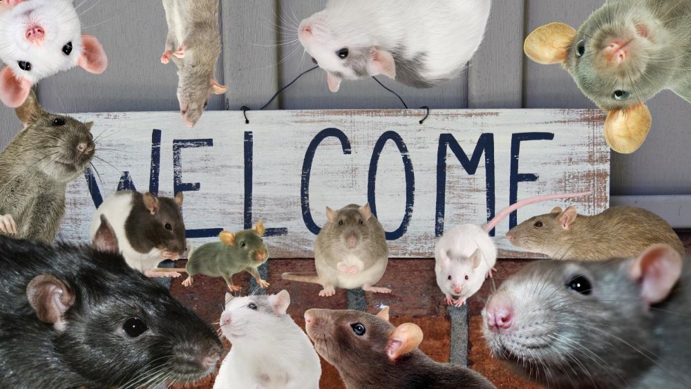 Rats in front of a welcome sign