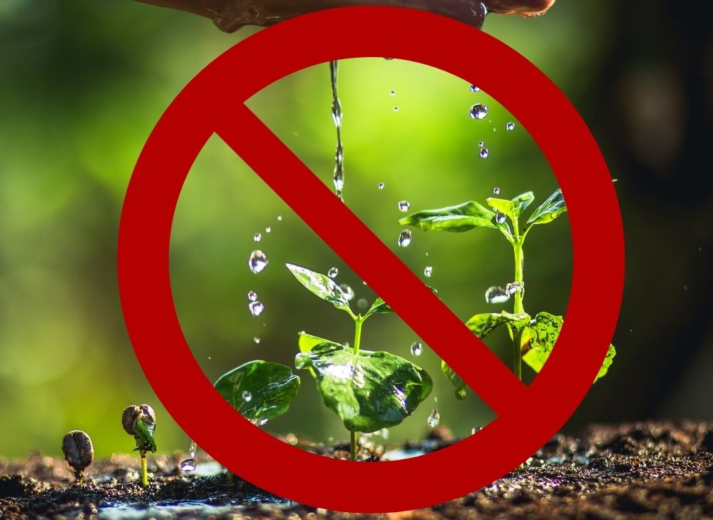 Do Not Use Dryer Water For Edible Plants