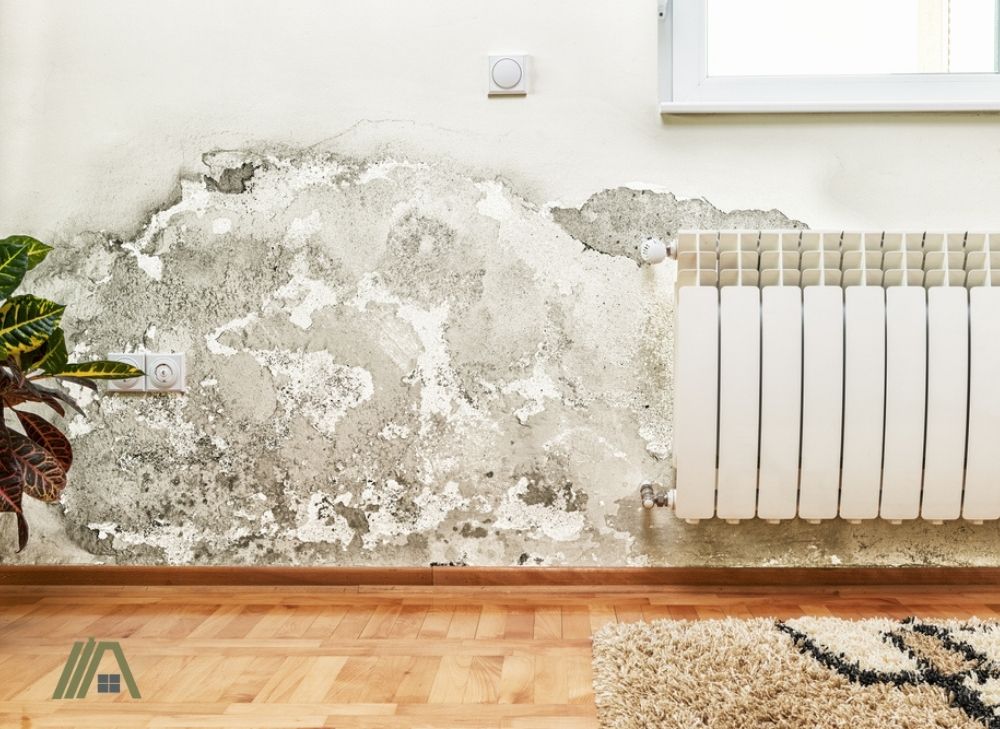 Mold in white walls 