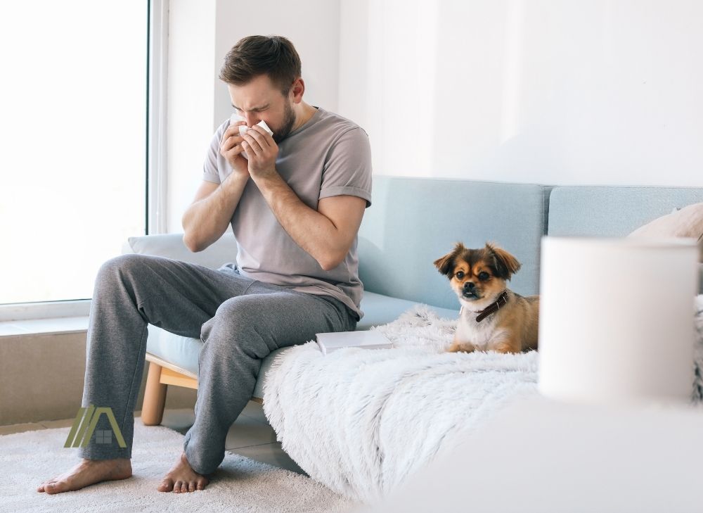 man sneezing because of dog fur in the living room