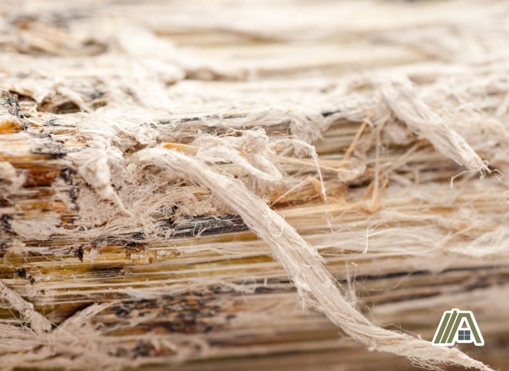 Asbestos chrysotile fibers that causes lung disease